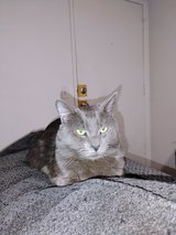 Male cat in Yucca Valley, California