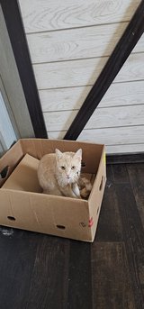 Free cat to good home in Fort Leonard Wood, Missouri