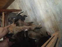 puppies *NEED GONE ASAP* in Fort Polk, Louisiana