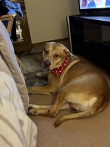 Max 5 year old Pit-bull Mix in Fort Leonard Wood, Missouri