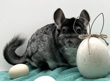 5+ Year Old Standard Grey Male Chinchilla up for Adoption -- "Rue" in Chicago, Illinois