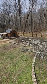 Free oak in Fort Campbell, Kentucky