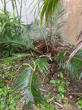SEGO PALM AND AVOCADO TREE in Okinawa, Japan