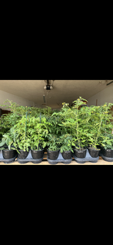 Farmer’s Market in Alamogordo, New Mexico