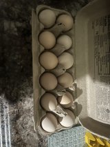 Farm Eggs in Fort Polk, Louisiana