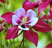 Get Spring Planting Seeds in Westmont, Illinois