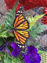 Milkweed & Wildflower Seed for Monarchs, etc. in Aurora, Illinois