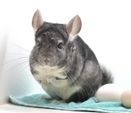 2.5 Year Old Standard Grey Female Chinchilla up for Adoption -- "Umami" in Chicago, Illinois