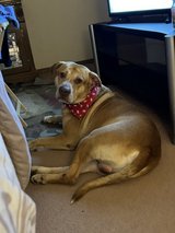 Needs a loving home in Fort Leonard Wood, Missouri