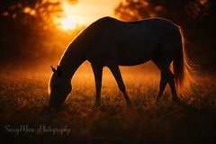 riding lessons in DeRidder, Louisiana