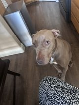 need to rehome our dog in Vacaville, California