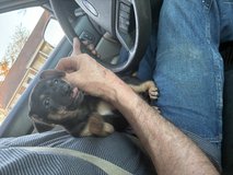 Mixed dachshund puppies . 6 and 8. Wks old in Camp Lejeune, North Carolina