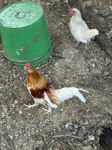red Pyle rooster and 4 hens in Fort Polk, Louisiana