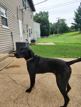 Dog to good home in Fort Leonard Wood, Missouri