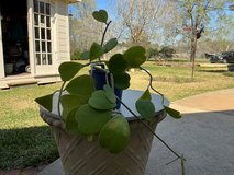 Sweetheart hoya in Houston, Texas