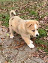 Aussie/Husky Mix puppies in Fort Polk, Louisiana