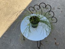 Firecracker plant in Houston, Texas