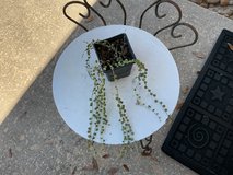 String of Pearls Plant in Houston, Texas