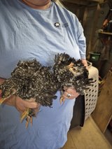 Serama Frizzles in Fort Polk, Louisiana