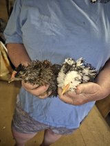 chicks in Fort Polk, Louisiana