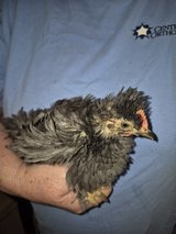 frizzles in Fort Polk, Louisiana