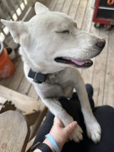 Female German shepherd mix in Spring, Texas