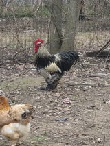 Giant Cochin Rooster in Leesville, Louisiana