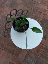 False Hosta in Houston, Texas