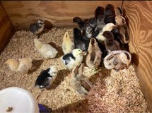 BYM chicks in Rolla, Missouri