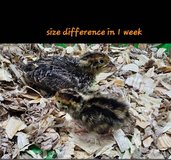 jumbo pharaoh quail chicks in Fort Polk, Louisiana
