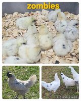 zombie chicks in Fort Polk, Louisiana