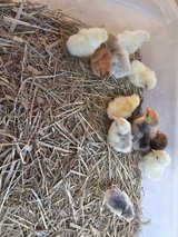 serama chicks in Fort Polk, Louisiana