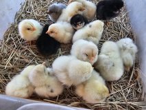 olive egger chicks in Fort Polk, Louisiana