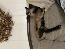 Corsican Bottle Ram Lamb in Fort Leonard Wood, Missouri