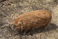 Kune Kune pigs in Fort Polk, Louisiana