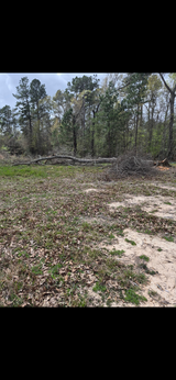 Free Oak Wood in Kingwood, Texas