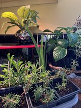 Greenouse Plants Are Crazy Big in Wheaton, Illinois