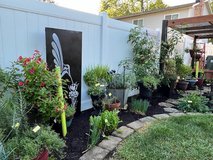 Spring is Coming in Westmont, Illinois