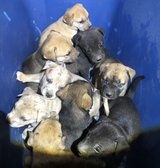 Free Puppies in Fort Polk, Louisiana
