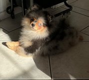female Pomeranian spitz black merle in Ramstein, Germany