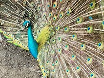 Immature Peacock males in Alexandria, Louisiana