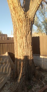 Need massive elm cut in Alamogordo, New Mexico