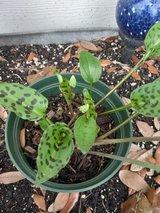 False Hosta in Houston, Texas