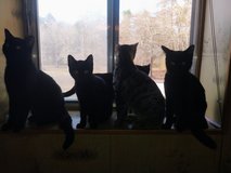 6 inside cats in Fort Polk, Louisiana