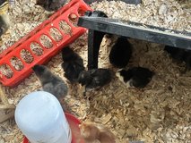 Ducks and chicks in Fort Polk, Louisiana