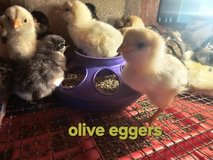 olive egger chicks in Fort Polk, Louisiana