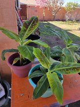 **CAVENDISH BANANA LIVE LARGE  PLANTS** in Alamogordo, New Mexico