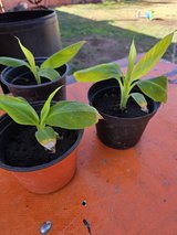 **CAVENDISH BANANA LIVE SM PLANTS** in Alamogordo, New Mexico