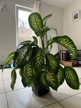 House Plant - Dieffenbachia in Spangdahlem, Germany