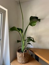 House Plant - Strelitzia Nicolai in Spangdahlem, Germany
